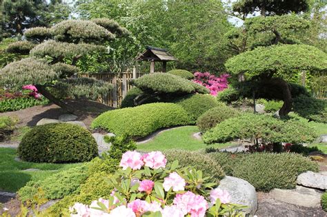 japansk trädgård växter