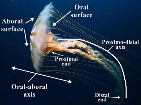 jellyfish oral and aboral diagram 