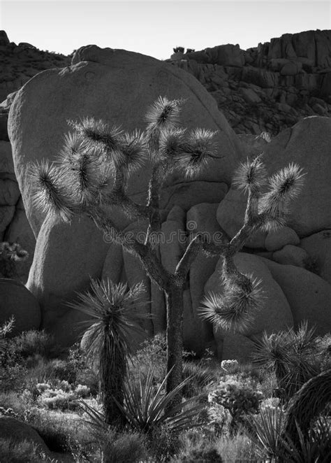 joshua tree in desert black and white, Joshua tree photography black and white desert photography