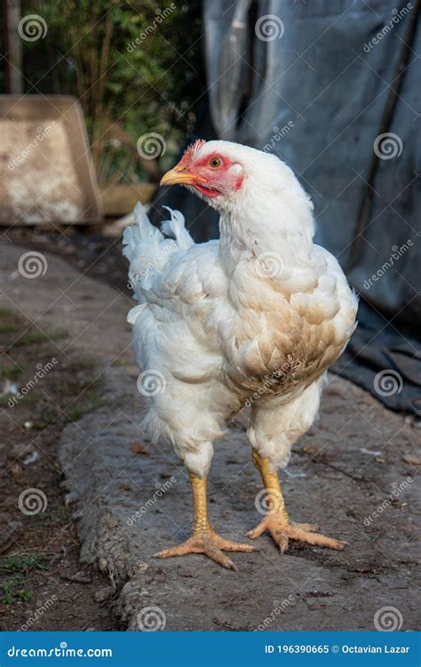 köpa kyckling från gård