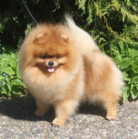 köpa pomeranian