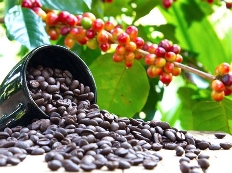kaffe planta