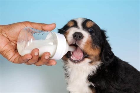 kan hundar dricka mjölk