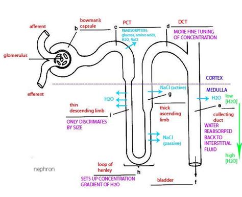 kidney nephron diagram with simple 