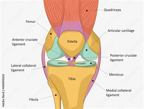 knee diagrams to label 