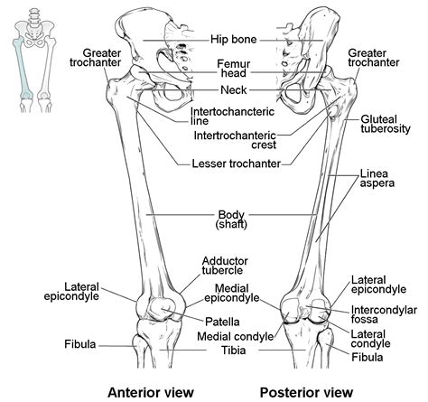 knee femur diagram 