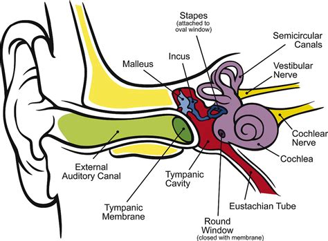 label ear diagram 