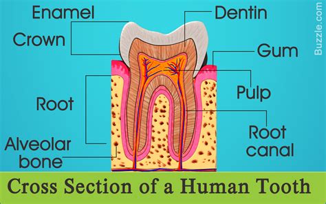 label tooth diagram 