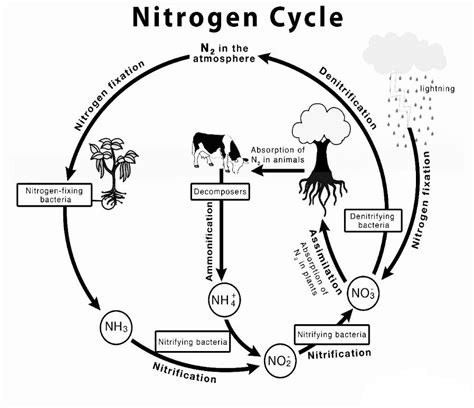 labeled diagram of the nitrogen cycle 