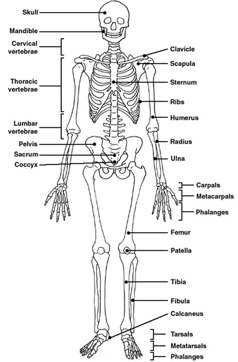 labeled skeletal diagram 