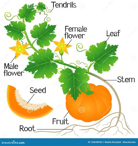 labelled diagram of pumpkin leaf 
