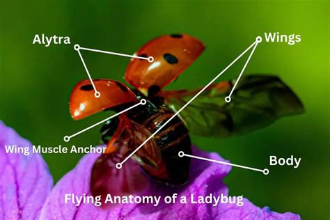 ladybug wing diagram 