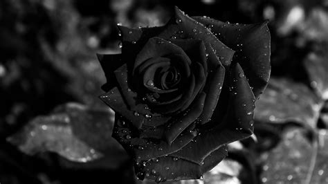 latest Black Roses