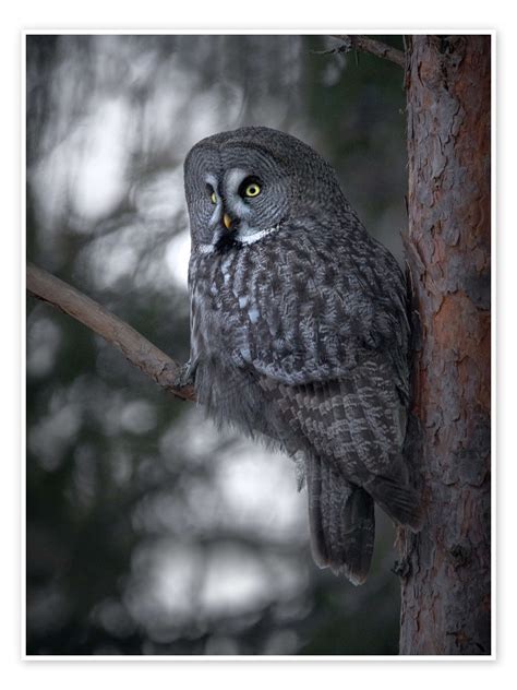 latest Grey Owl
