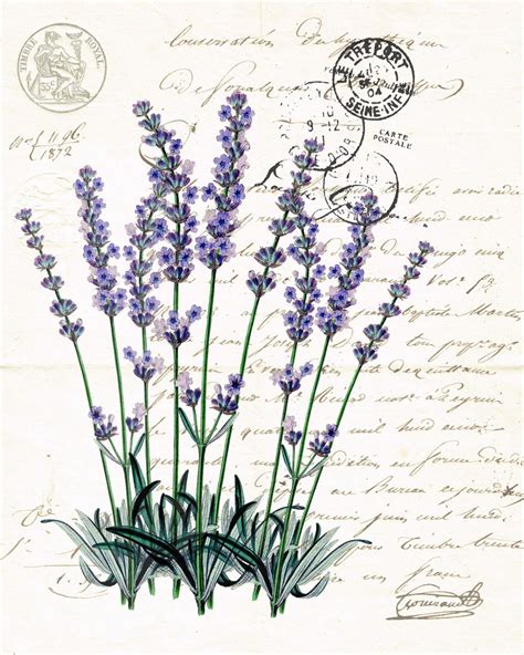 lavender pictures
