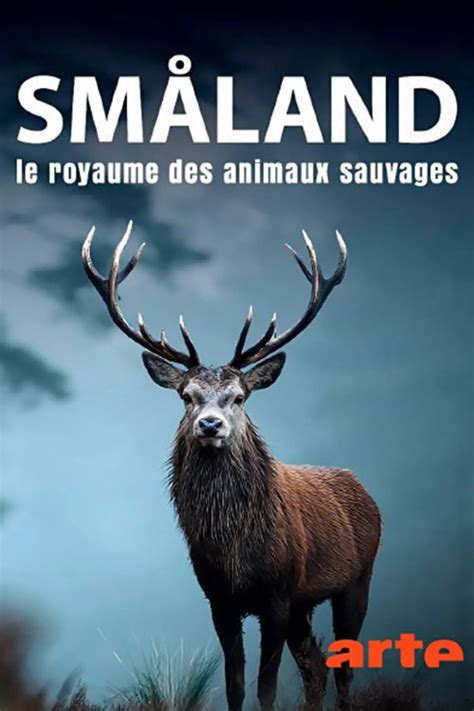 le streaming Animaux