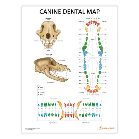 le streaming Canine