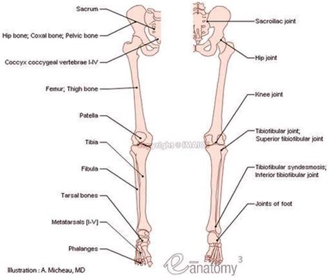 Leg Bones Anatomy Chart