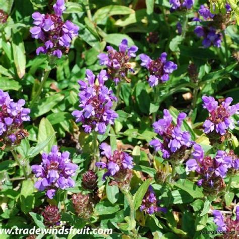 lila blommor ogräs