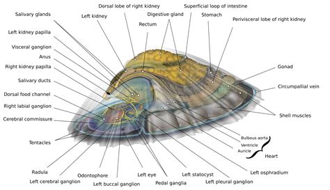 limpet diagram 