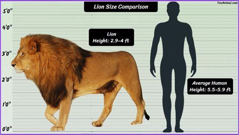 lion size diagram 