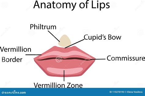 lip diagram 