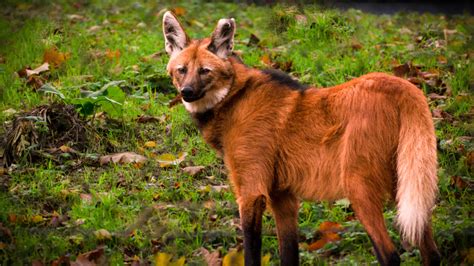 lobo guará 777