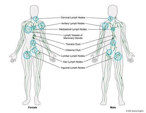 lymph node locations diagram 