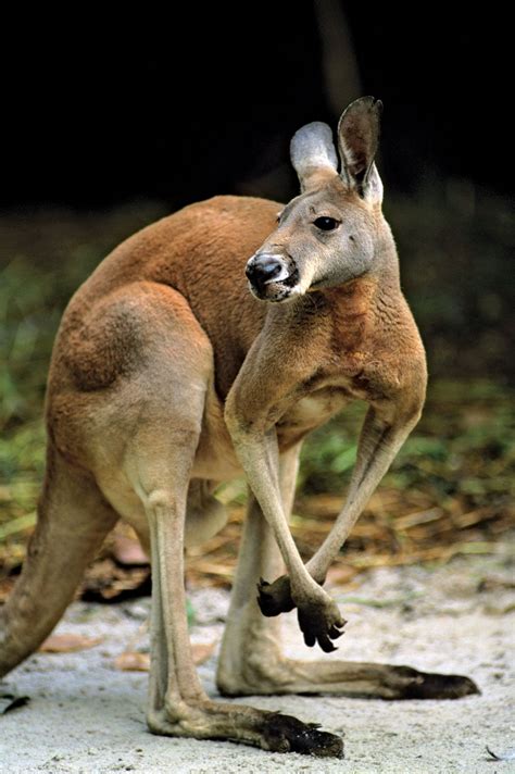 macropus rufus meaning, Adw: macropus rufus: pictures