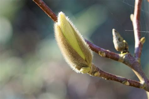 magnolia knopp