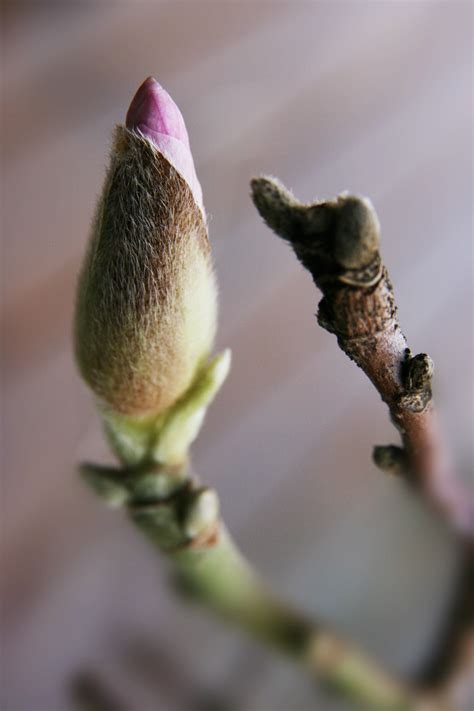 magnolia knoppar