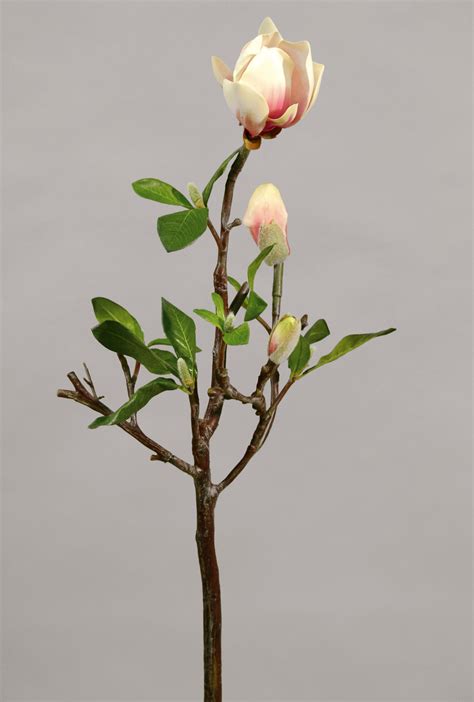 magnolia kvist