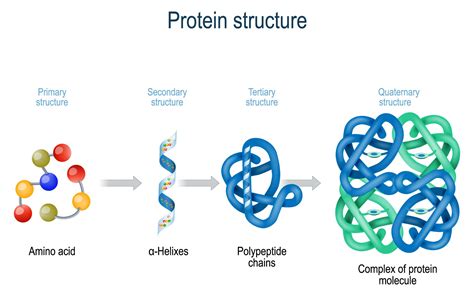 making protein diagram 