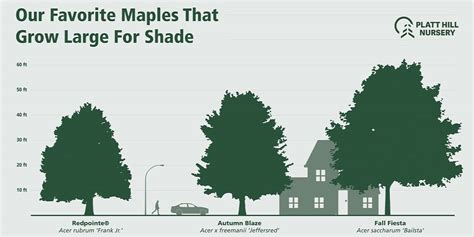 Maple Tree Size Chart