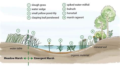 marsh land diagram 