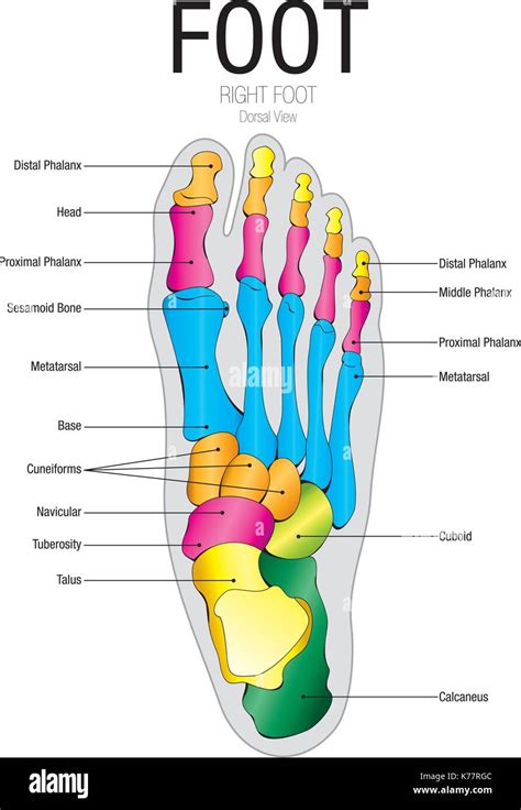 medical diagram of foot 