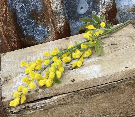 mimosa blomma köpa