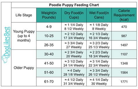 Mini Poodle Feeding Chart