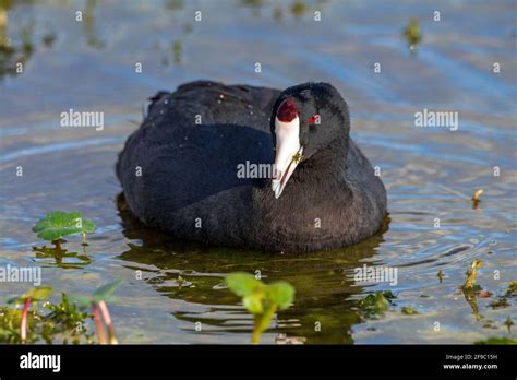 mud duck hey, American coot, aka mud duck, swimming and feeding stock photo