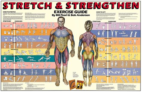 Muscle And Exercise Chart