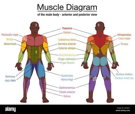 Muscle Chart Labeled