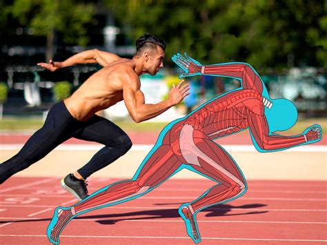 mushuls para dibujar, Muscular arm outline brazo musculoso para dibujar transparent png