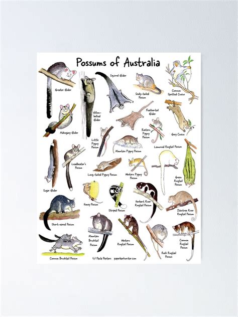 nedladdning Possums