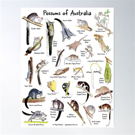 neu Possums