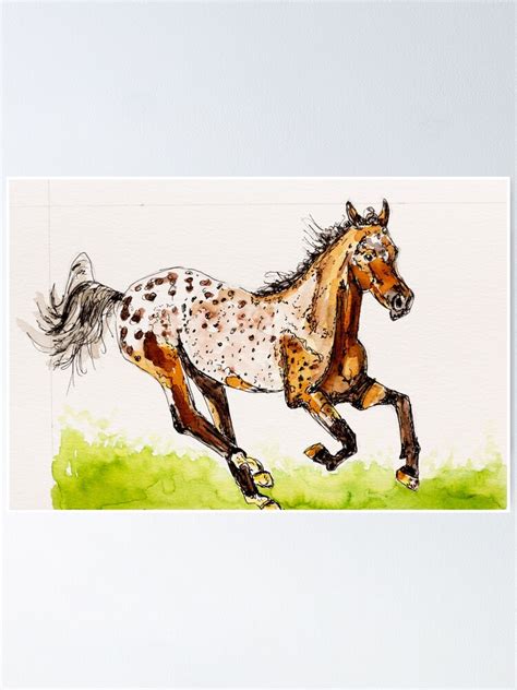 new Appaloosa
