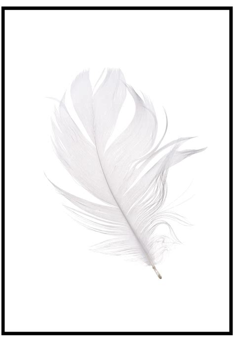 new White Feather