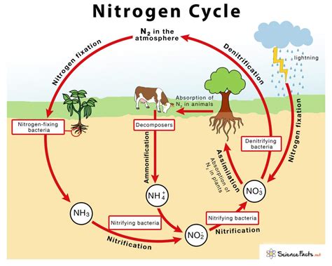 nitrogen cycle diagram 