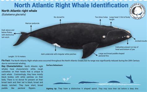 north atlantic right whale diagram 