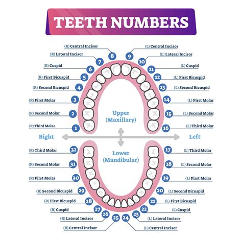 numbered teeth diagram labeled 