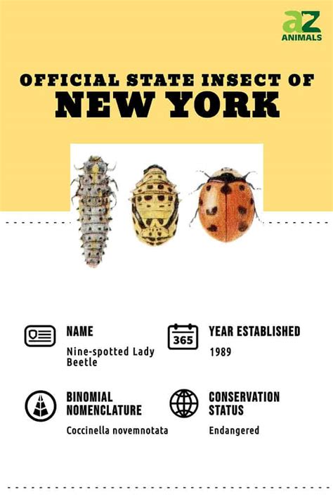 ny Bug